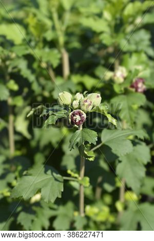 Rose Of Sharon Duc De Brabant Flower Buds - Latin Name - Hibiscus Syriacus Duc De Brabant
