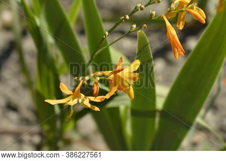 Montbretia Norwich Canary Flowers - Latin Name - Crocosmia X Crocosmiiflora Norwich Canary