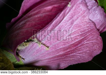 Small Bumblebee Hidden Between Pink Flower Petals. Single Bee Family Insect Fully Covered With Polle