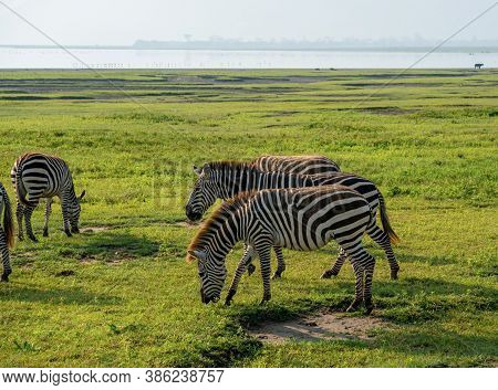 Group Of Zebras Equus Quagga Are Grazin On The Vast Grassy Plains Of The Ngorongoro Crater Conservat