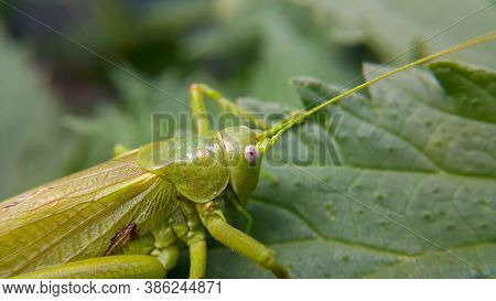 A Large Green Locust Is Sitting On A Leaf, The Selected Focus Is Only On The Head. Wild Animals And 