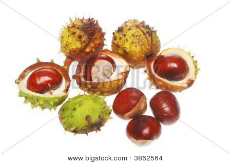 Conker gruppe