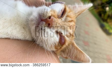 Feline Herpesvirus Conjunctivitis A Form Of Primary Conjunctivitis Caused By The Highly Infectious F