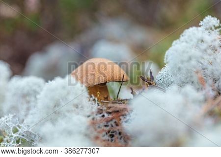 Small Mushrooms, Edible Brown Mushrooms In Lichen, Deer Moss. High Quality Photo