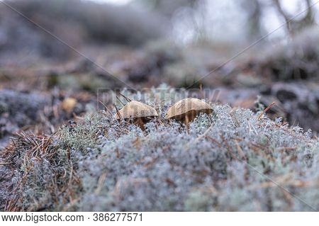 Small Mushrooms, Edible Brown Mushrooms In Lichen, Deer Moss. High Quality Photo