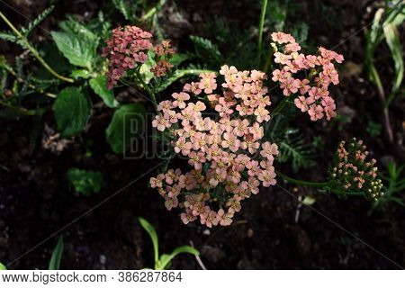 Yarrow - Achillea Appleblossom - With Small Pink Flowers, Growing In Dappled Light In A Rural Flower