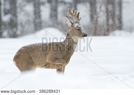Roe Deer Buck Walking On Snow In Wintertime Nature.