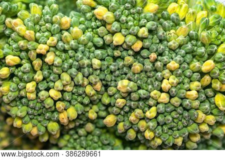Fresh Broccoli Macro Photography. Green Vegetable Texture