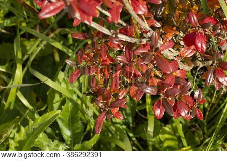 Autumn Colors. Rhododendron Subsect, Ledum Branches And Leaves In Autumn Red Colors, Close-up, Blurr
