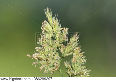 Cat Grass (dactylis Glomerata)