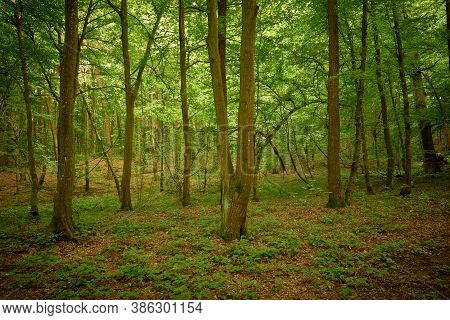 Green Tranquility In The Woods. Forest Landscape. Scenic Forestscape. Splendid Mixed Forest. Pine Tr