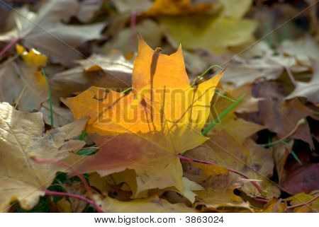 秋の紅葉