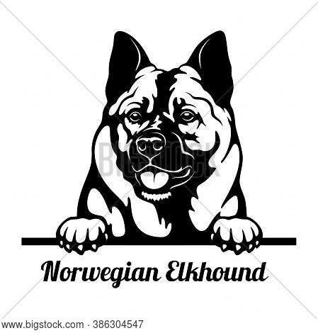 Peeking Dog - Norwegian Elkhound Breed - Head Isolated On White