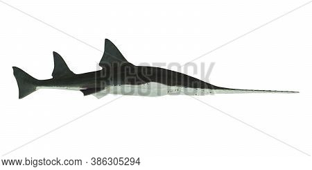 Onchopristis Sawfish Side Profile 3d Illustration - This Predatory Shark Onchopristis Sawfish Lived 