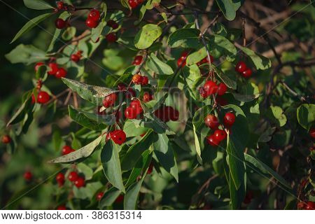 Berries Of Alder Buckthorn. Frangula Alnus. Red Berries Of Frangula Alnus Bush Close Up.