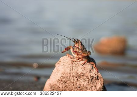 Freeing Bulgarian Astacus Astacus, Crayfish, On The Shore Of A Lake.