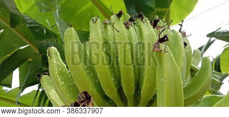 Tasty And Healthy Raw Banana Bunch