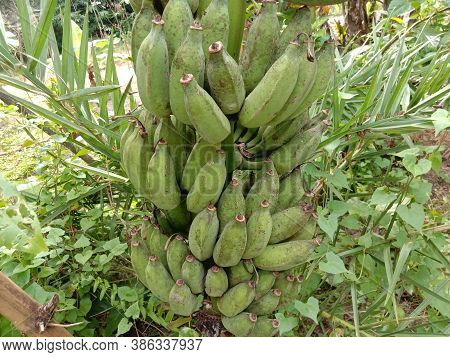 Tasty And Healthy Raw Banana Bunch