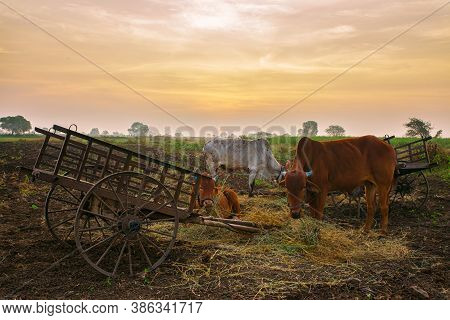 An Indian Rural Scene Showing Three Bulls & Cart In Golden Light.