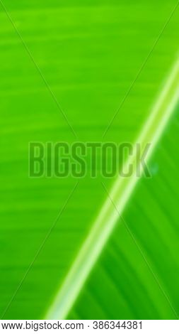 A Green Natural  Stripped Blur Background