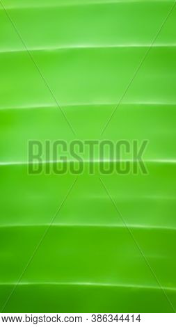 A Green Natural  Tripped  Blur Background