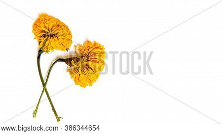 Marigold On White Copyspace Background