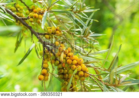 Hippophae Is A Genus Of Sea Buckthorn, Deciduous Shrubs In The Family Elaeagnaceae. Blackthorn, Will