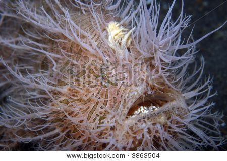 Prokládané Frogfish
