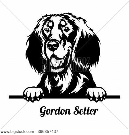 Peeking Dog - Gordon Setter Breed - Head Isolated On White
