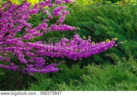 Judas Tree Blossoming In The Park. Beautiful Nature Background In Morning Light. Purple And Green Co