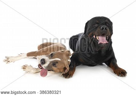 American Staffordshire Terrier And Rottweiler In Front Of White Background