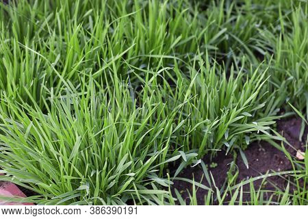 Diagonal Rows Of Fresh Gramineous Plants, Right Lines Of Green Grass In Garden Or On The Fiels. Hori