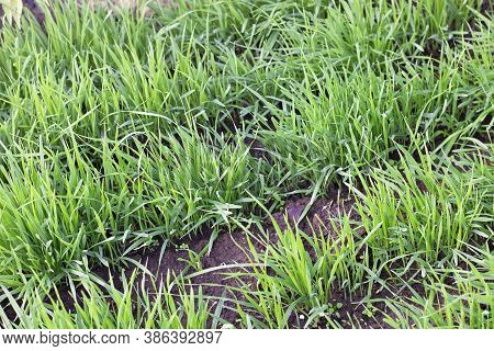 Many Diagonal Rows Of Fresh Gramineous Plants, Right Lines Of Green Grass In Garden Or On The Fiels.