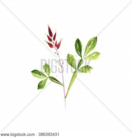 Watercolor Drawing Amargo, Bitter-wood, Quassia Amara, Hand Drawn Illustration Of Medicinal Plant