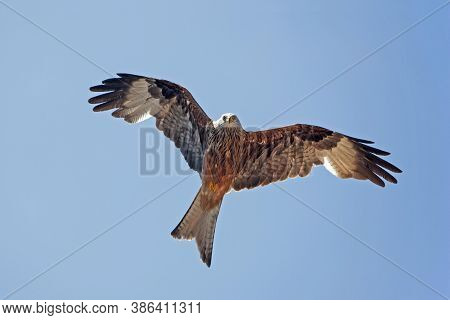 Red Kite Milvus Milvus, Adult In Flight, Underside