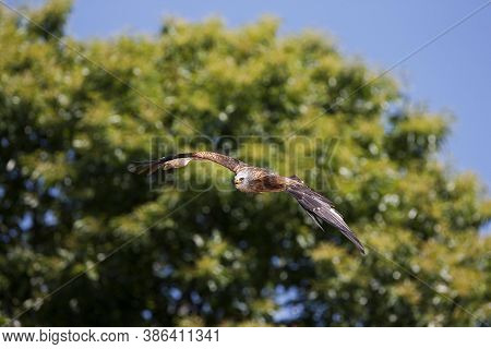 Red Kite Milvus Milvus, Adult In Flight