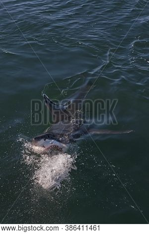 Great White Shark Carcharodon Carcharias, Adult Attacking With Open Mouth, False Bay In South Africa