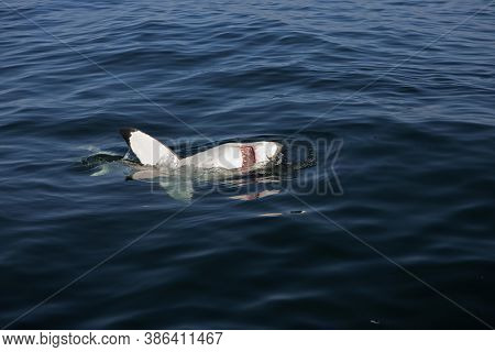 Great White Shark Carcharodon Carcharias, Adult At Surface With Open Mouth, False Bay In South Afric