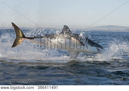 Great White Shark Carcharodon Carcharias, Adult Breaching, False Bay In South Africa