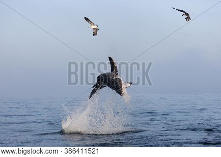 Great White Shark Carcharodon Carcharias, Adult Breaching, False Bay In South Africa
