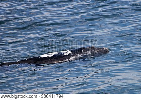 Southern Right Whale Eubalaena Australis Near Hermanus, South Africa