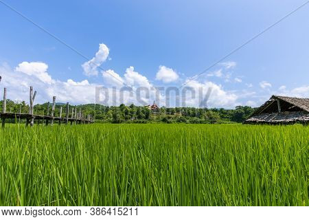 Rice Fields And Sutongpe Wooden Bridges, Mae Hong Son Province, Northern Thailand
