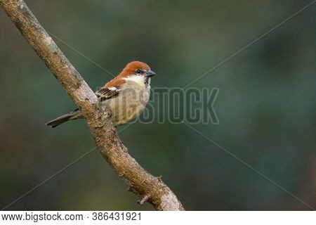 Male Russet Sparrow (passer Rutilans), Perched On A Tree Branch, In The Forests Of Sattal In Uttarak