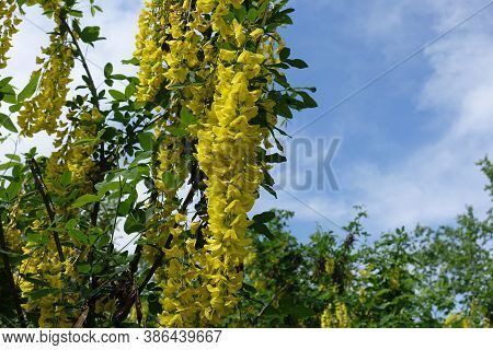 Golden Yellow Flowers Of Laburnum Anagyroides Against Blue Sky In May