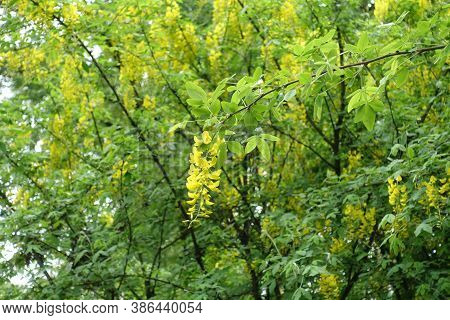 Inflorescence Of Laburnum Anagyroides Bush In May