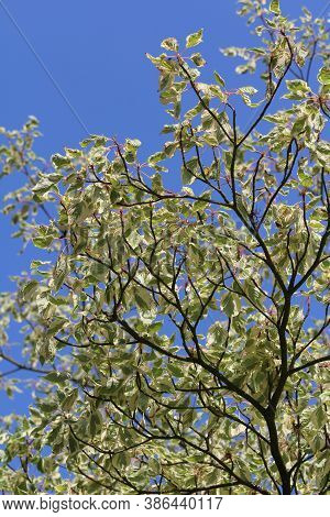 Looking Up Through The Two-toned Foliage Of A Mature Cornus Controversa 'variegata' Tree. White And 