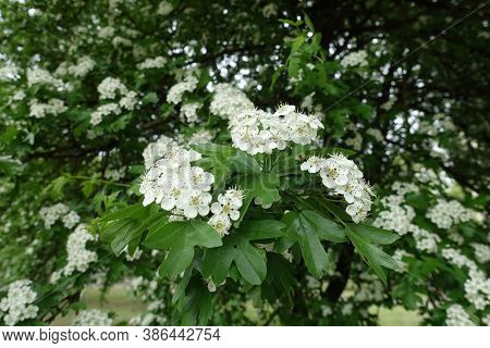 Lush Green Leaves And White Flowers Of Crataegus Monogyna In May