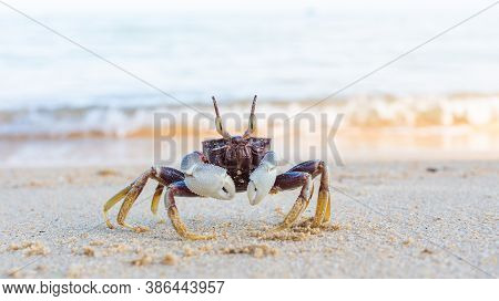 Funny Little Crab With Big Eyes, Marine Mammal On The Island Of Koh Samui In Thailand, Decapod Crust