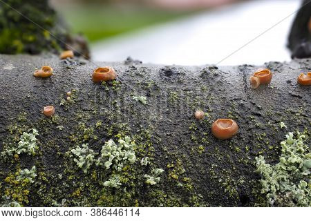 The Ditangium Cerasi Is A Mushroom On Cherry Wood
