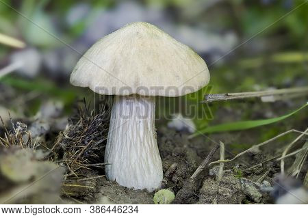 The Entoloma Sepium Is A Pinkgill Mushroom